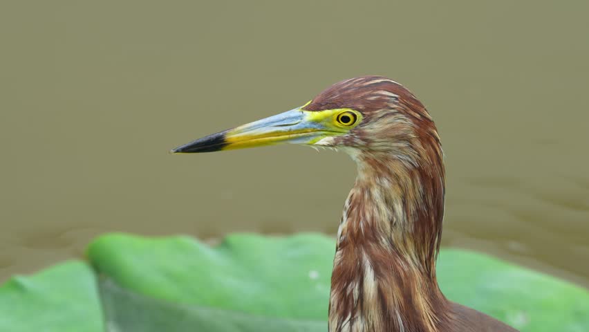 pond heron (Ardeola bacchus) on lotus leaves in pond