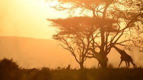 Giraffe Silhouette at Sunset in Tanzania with Acacia Trees - Powered by Shutterstock - Get 15% off with code: PIKWIZARD15