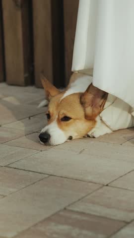 Close-up shot of A Relaxed Corgi Casually Resting Comfortably Under a Cozy Drapery in a Peaceful Home Setting. Vertical video
