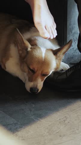 A Corgi Taking a Rest Calmly Beside a Human Foot in a Cozy, Comfortable Environment