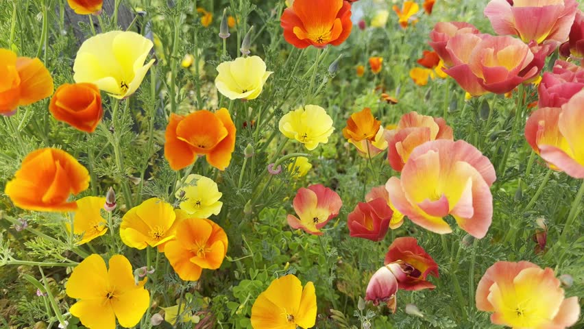 Bright blooming California poppies in yellow, orange, and red hues growing in a wild summer meadow.