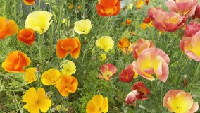 Bright blooming California poppies in yellow, orange, and red hues growing in a wild summer meadow. - Powered by Shutterstock - Get 15% off with code: PIKWIZARD15
