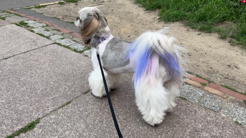 close Adorable Shih Tzu with blue colored long tail stands outside during walk. Perfect for pet lifestyle, outdoor activities