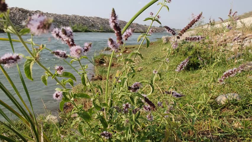 A 4K close-up video of a wild mint plant (Mentha) growing near a riverbank on a sunny summer day. A dark-colored bee is seen pollinating the purple mint flowers. The scene captures the harmony of natu