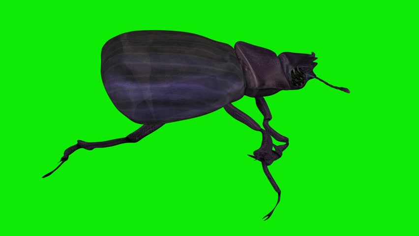 Scarab Dung Beetle - Crawling Loop - Side Close Up View - Realistic naturalistic cinematic Full HD 3D animation isolated on chroma key green screen background
