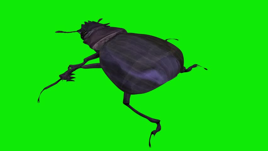 Scarab Dung Beetle - Crawling Loop - Top Close Up View - Realistic naturalistic cinematic Full HD 3D animation isolated on chroma key green screen background

