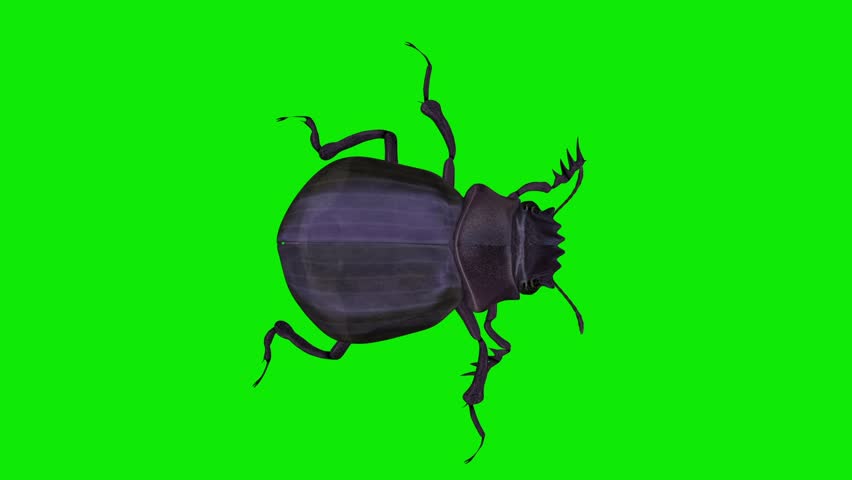 Scarab Dung Beetle - Crawling Loop - Top Close Up View - Realistic naturalistic cinematic Full HD 3D animation isolated on chroma key green screen background
