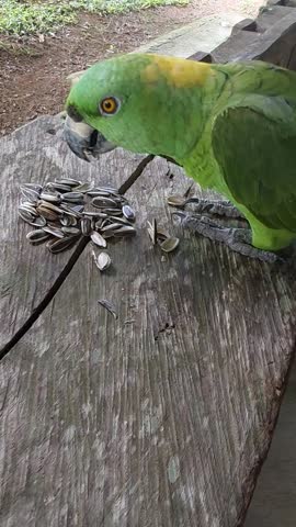 Colorful parrot eating sunflower seeds in a rural setting