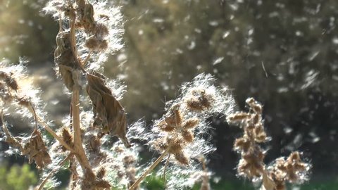 Pollen blows in wind, slow motion. 1080p