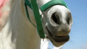 Opening on horse muzzle wearing green halter with finance chart rising bars visualizing trends. Equine, finance, data visualization, outdoor, nature, technology, growth - Powered by Shutterstock - Get 15% off with code: PIKWIZARD15