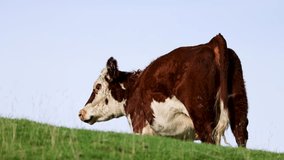 A Hereford cow grazes peacefully on a lush hillside in Kinloch, New Zealand, under clear skies with natural lighting - Powered by Shutterstock - Get 15% off with code: PIKWIZARD15
