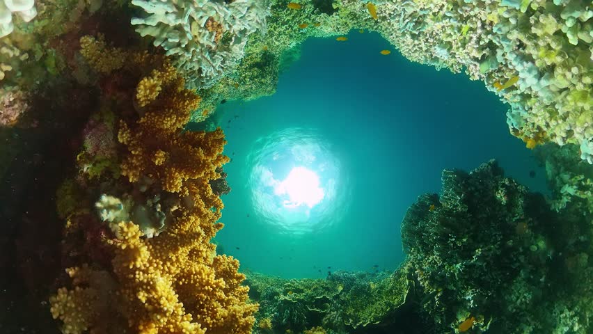 Coral reef ecosystem. Underwater world scenery of colorful fish and corals.