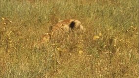 Close up of the Cheetah - Powered by Shutterstock - Get 15% off with code: PIKWIZARD15