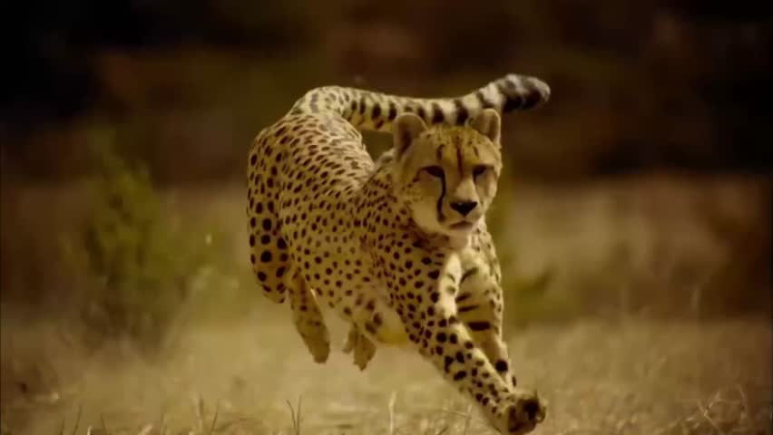 Running view of the Cheetah