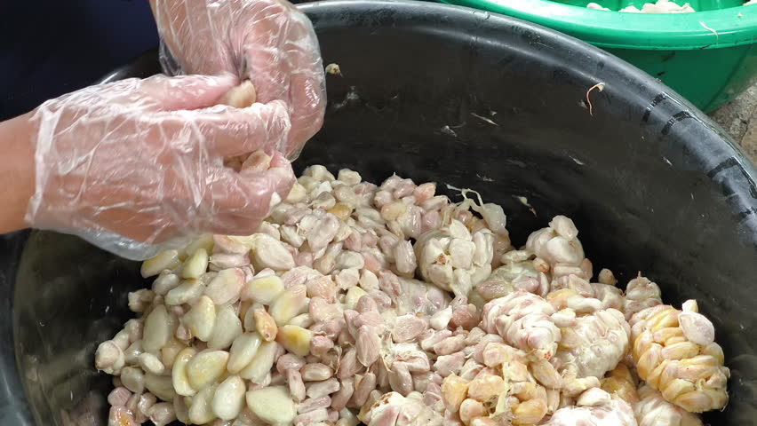 Fresh cocoa beans are extracted, cleaned, and piled for fermentation, key to developing rich chocolate flavor before drying