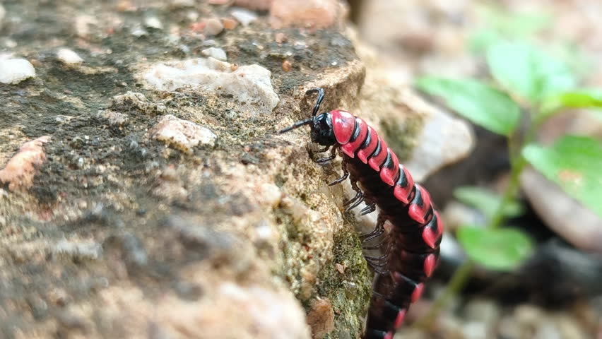 Flat-backed millipedes crawl across moist ground, emerging in numbers during the damp and cool rainy season.