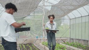 Youth working together in a greenhouse to grow and care for leafy greens. A diverse team of farmers and students engaged in sustainable agriculture. - Powered by Shutterstock - Get 15% off with code: PIKWIZARD15