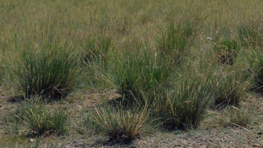 Video of Altai natural landscape in the Chuya steppe. In the lake reflection of mountains, sky and clouds. In the background are mountains of Kurai mountain range.  Zoom effect