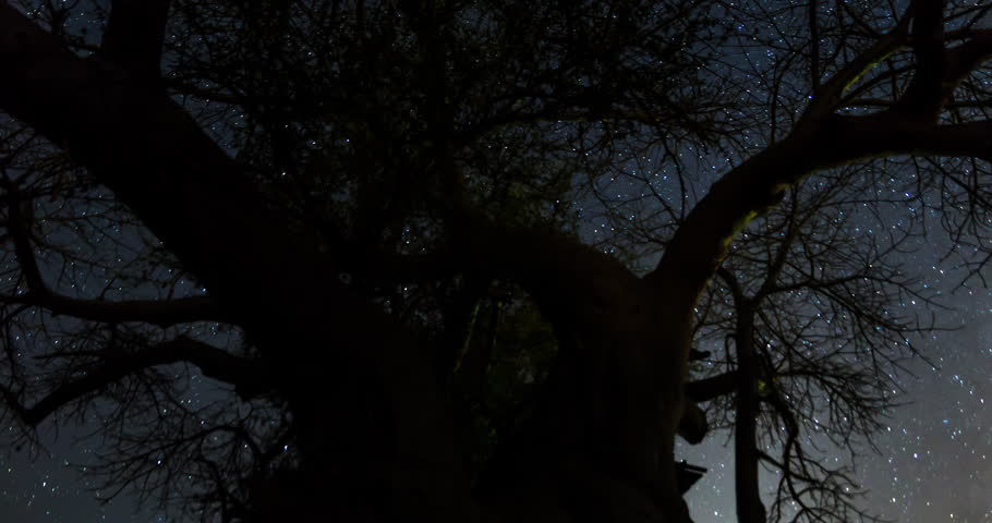 Amotion control time lapse looking up into the night sky with stars and the milky way, through a big tree top