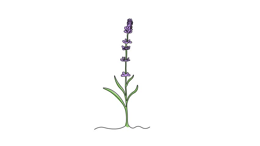 Abstract lavender flower twig, Self drawing animation one continuous line draw, logo