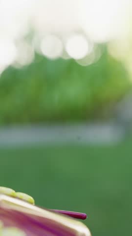 A close-up shot of a hummingbird feeding from a hanging feeder, its wings fluttering rapidly as it drinks nectar