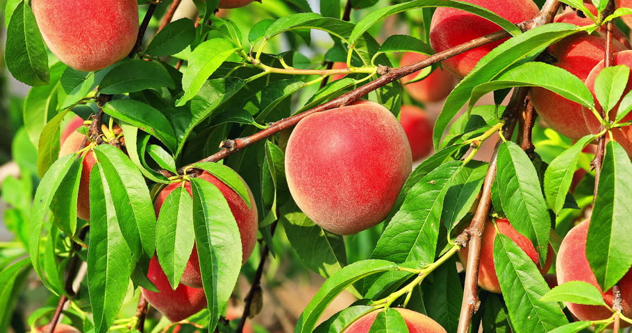 Close up of ripe peaches hanging on a branch in orchard