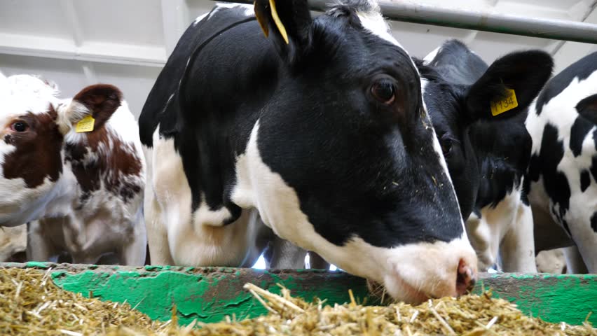 Cows eating hay on modern dairy farm. Cattle chewing fodder at milk factory. Herd of kines feeding by dry grass at cowshed. Concept of agriculture industry and animal husbandry. Slow motion