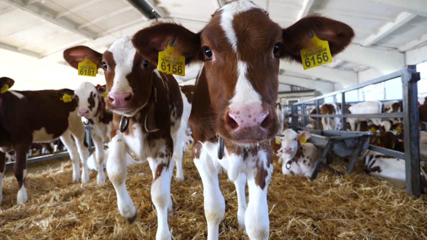 Curious small calves showing curiosity looks into camera at dairy farm. Portrait of beautiful little cows in stable at milk factory. Concept of agriculture industry and animal husbandry. Close up