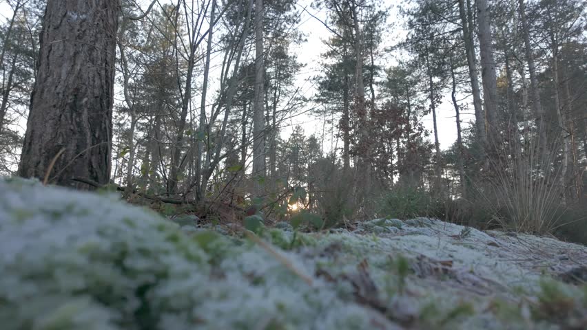 A beautiful and tranquil view showcasing a frostcovered forest floor elegantly bathed in the soft morning light