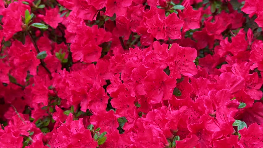 Bright red azalea flowers in full bloom, close-up. High quality 4k footage