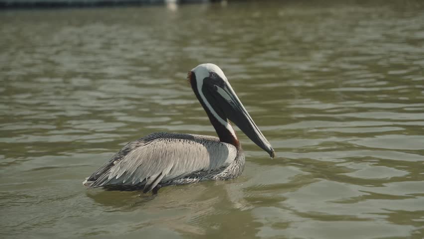 Lone pelican swimming in a lake at day time. Tracking shot