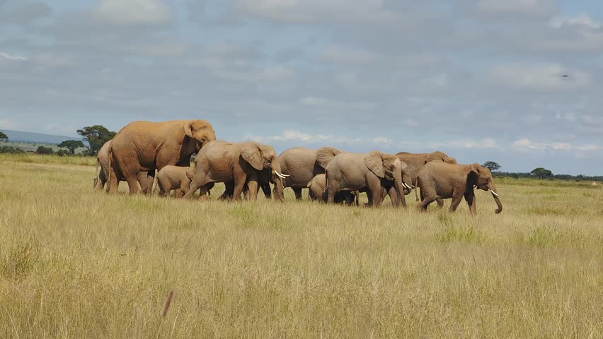 Large African elephant crossing dirt road during safari adventure in national park