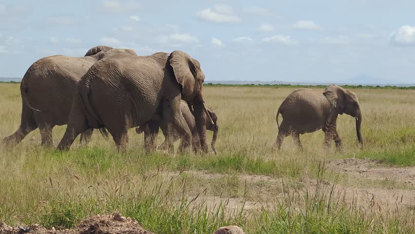 Large African elephant crossing dirt road during safari adventure in national park