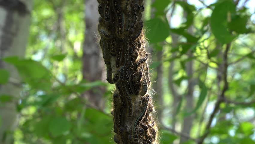 A close-up of a group of Tent Caterpillars on a branch of a Poplar tree.
