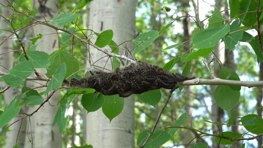 A group of Tent Caterpillars on a branch of a Poplar tree.