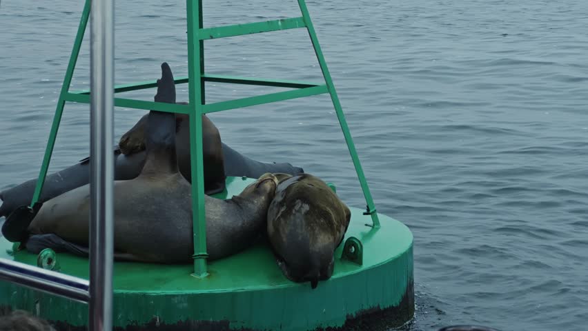 Sea lions rest on top of weathered buoy structure stands in quiet open sea with visible barnacles and surface wear