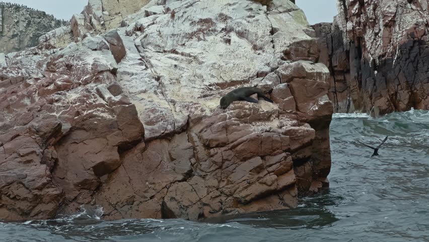 Sea lion sunbathe on jagged cliff ledge on Isla Ballestas while waves crash below and pelican flies away