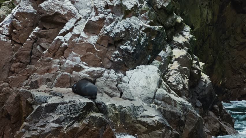 Close view of single sea lion resting along Isla Ballestas rocky shore under sun