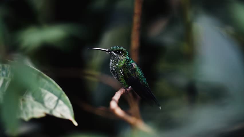 A Green-crowned Brilliant hummingbird (Heliodoxa jacula) rests on a branch in the lush jungle of Costa Rica before taking off gracefully in slow motion.