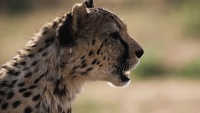 Slow motion close-up of cheetah yawning, resting in dry grass and softly backlit by sun. African safari wildlife scene in Etosha National Park, Namibia. - Powered by Shutterstock - Get 15% off with code: PIKWIZARD15