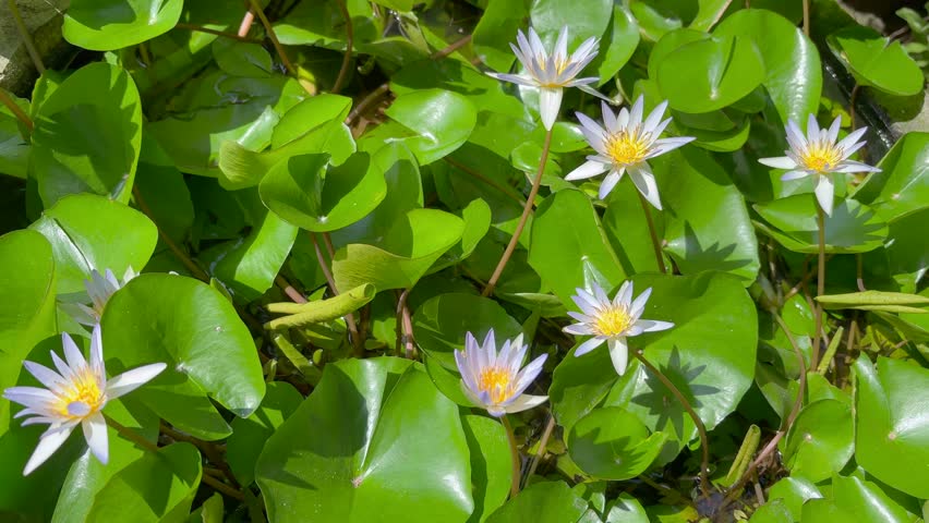 Water lilies with white and purple flowers swaying in wind