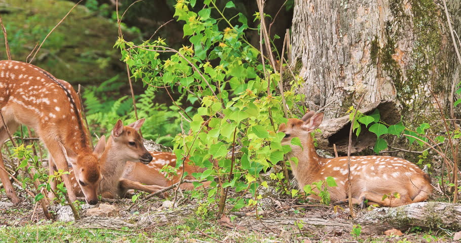 Group of baby japanese spotted deer (fawn) resting at chinese tallow tree trunk