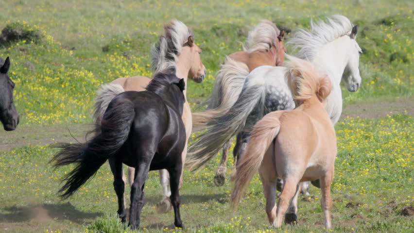 Stunningly Beautiful Horses Swiftly Running in a Picturesque Natural Landscape Setting. Iceland