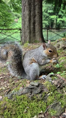 Squirrel eating peanuts in a park