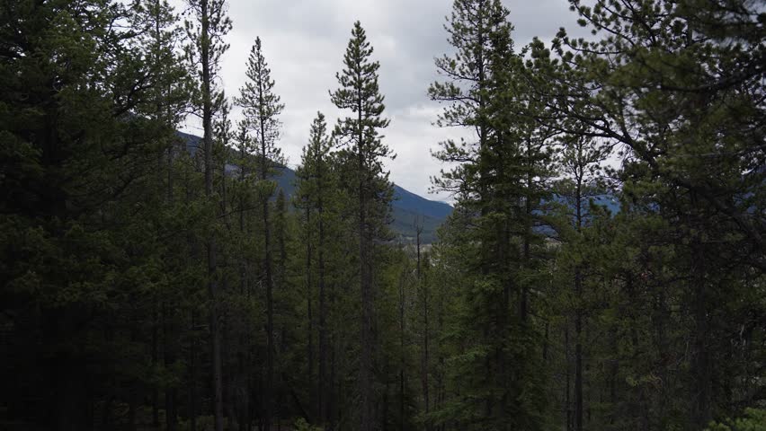 Dense forest with tall evergreens under cloudy skies, mist clinging to distant ridge