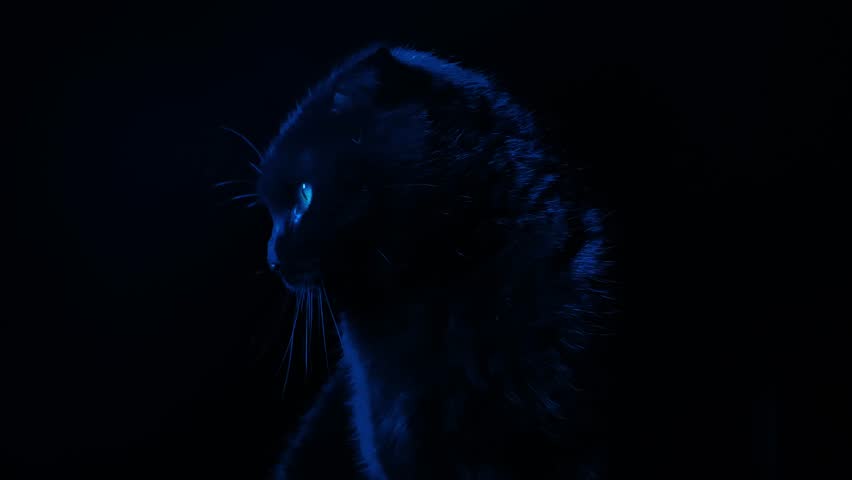 look of a black cat. Halloween symbol.Black cat silhouette in blue light in the dark. Black cats gaze from the darkness. Witchcraft and magic atmosphere. 4k footage