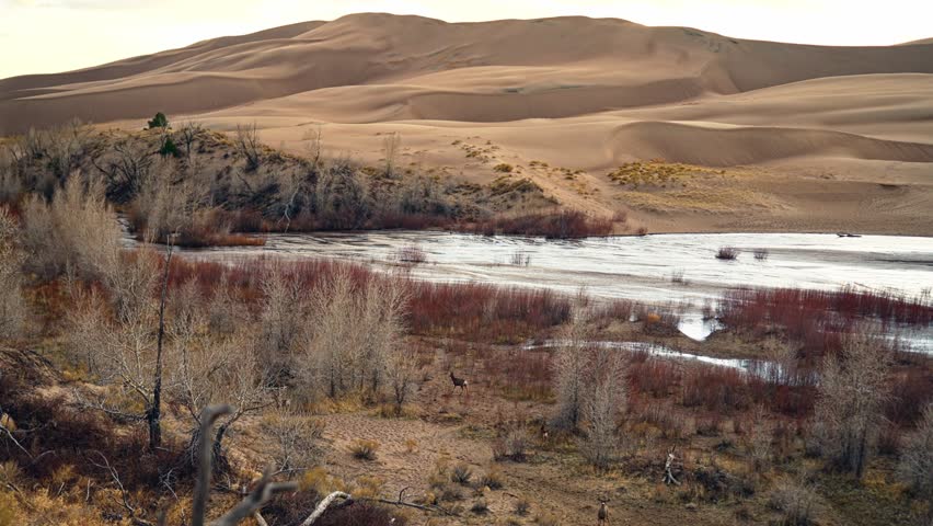 Wild prongorn walks through open grassland in Great Sand Dunes National Park under soft light, natural panoramic background below sloping dunes