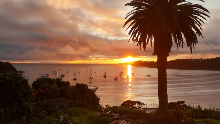 Aerial drone flies up revealing sailboats moored in Oneroa Bay at sunrise, palm tree foreground, golden reflection, Waiheke Island, New Zealand