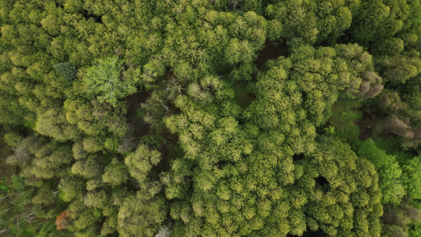 Above View Of Lush Coniferous Trees Near Schomberg, Ontario, Canada. Aerial Drone Orbit Shot