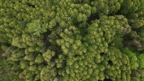 Above View Of Lush Coniferous Trees Near Schomberg, Ontario, Canada. Aerial Drone Orbit Shot - Powered by Shutterstock - Get 15% off with code: PIKWIZARD15